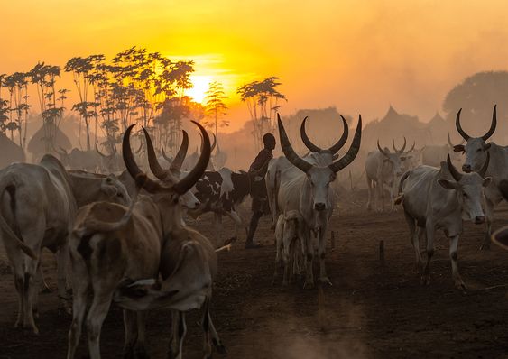 Nungi Safaris 